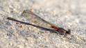 Hetaerina titia (Smoky Rubyspot) male-2.jpg